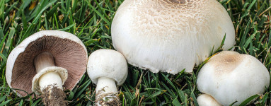 Agaricus