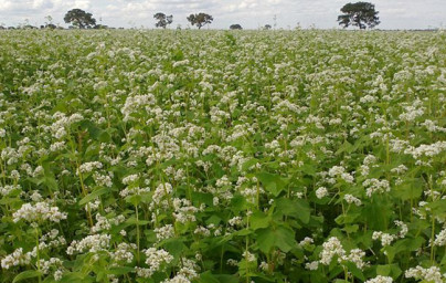 Ajda (Fagopyrum esculentum)