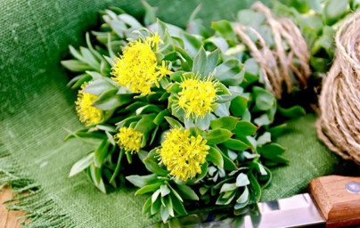 Rožni koren (Rhodiola Rosea)