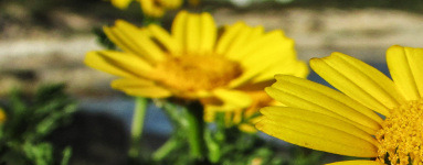 Arnika (Arnica montana)