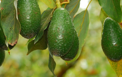 Avokado (Persea americana)