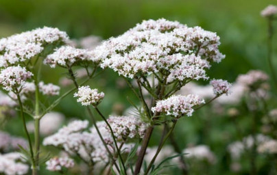 Baldrijan (Valeriana officinalis)