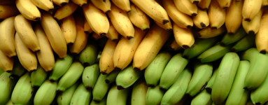 Banana (Musa cavendishii)