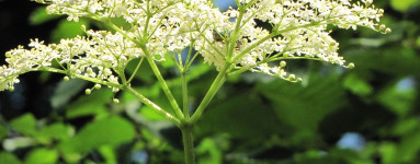 Bezeg (Sambucus)