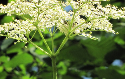 Bezeg (Sambucus)