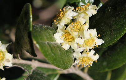 Boldovec (Peumus boldus)