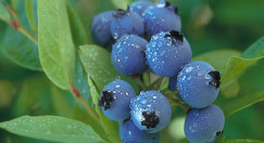 Borovnice (Vaccinium myrtillus)