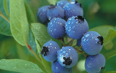 Borovnice (Vaccinium myrtillus)