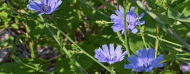 Cikorija (Cichorium intybus L.) 