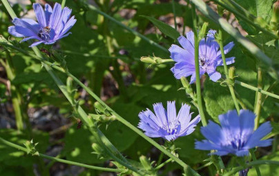 Cikorija (Cichorium intybus L.) 