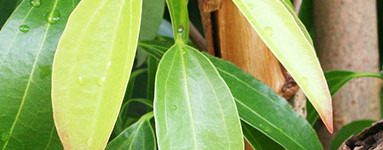 Cimet (Cinnamomum verum)