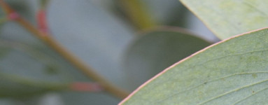 Evkaliptus (Eucalyptus)