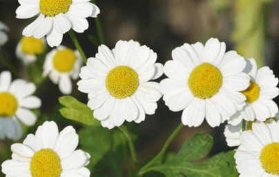 Feverfew (Tanacetum parthenium)