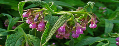 Gabez (Symphytum officinale)