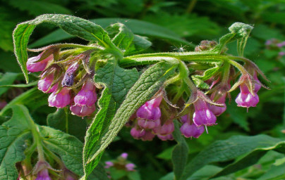 Gabez (Symphytum officinale)