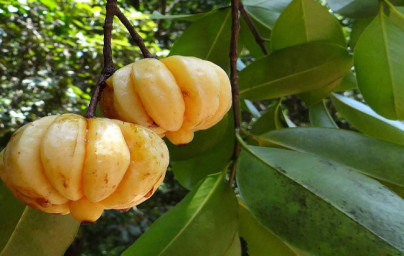 Garcinia (Garcinia Cambogia)