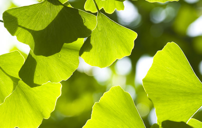 Ginko (Ginkgo biloba)