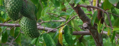 Graviola (Annona muricata)