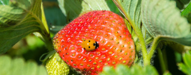 Jagode (Fragaria vesca)