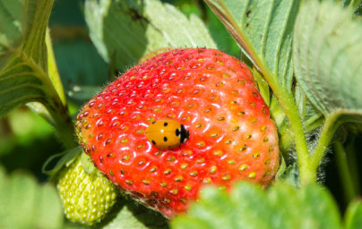 Jagode (Fragaria vesca)