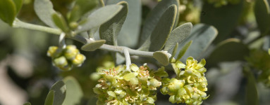 Jojoba (Simmondsia chinensis)