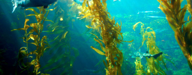 Kelp