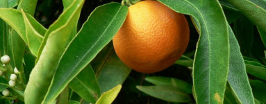 Klementine (Citrus x clementina)