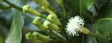 Klinčki (Syzygium aromaticum)