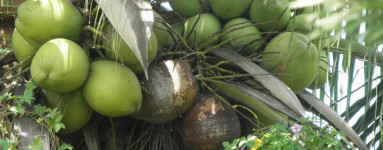 Kokos (Cocos nucifera)