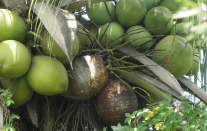 Kokos (Cocos nucifera)