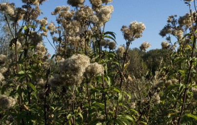 Konjska griva (Eupatorium cannabinum)