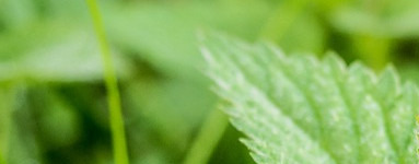 Kopriva (Urtica dioica)