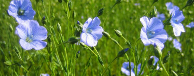 Lan (Linum usitatissimum)