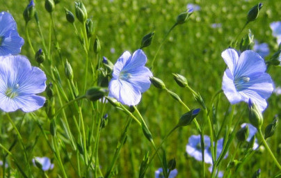 Lan (Linum usitatissimum)