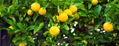 Limona (Citrus × limon)