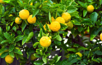 Limona (Citrus × limon)
