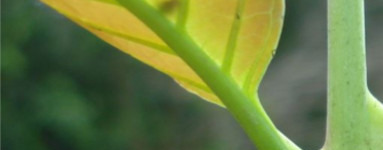Mačji krempelj (Uncaria tomentosa)
