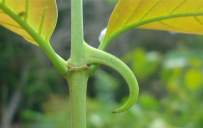 Mačji krempelj (Uncaria tomentosa)