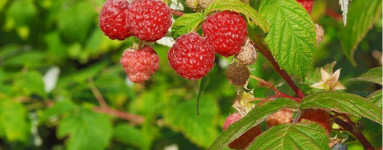 Maline (Rubus idaeus) 