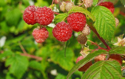 Maline (Rubus idaeus) 