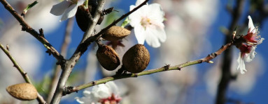 Mandelj (Prunus dulcis)