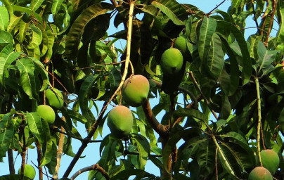 Mango (Mangifera indica)