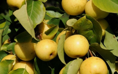 Naši (Pyrus pyrifolia)