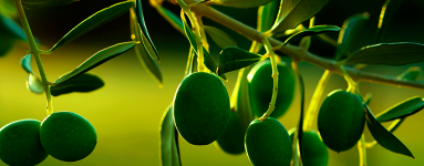 Olive (Olea europaea)