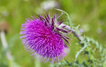 Olje pegastega badlja (Silybum marianum)