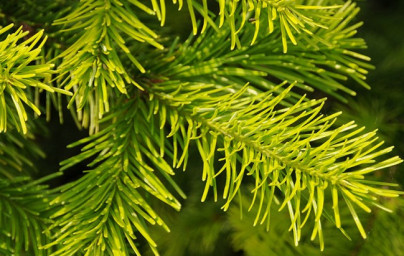 Olje sibirske jelke (Abies sibirica)