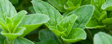 Origano (Origanum vulgarum)