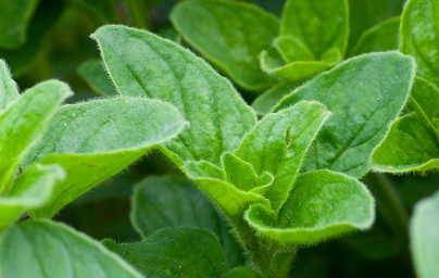 Origano (Origanum vulgarum)