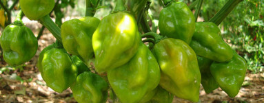 Paprika (Capsicum annuum)