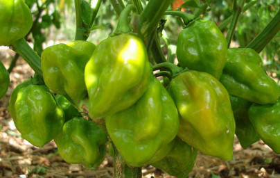 Paprika (Capsicum annuum)